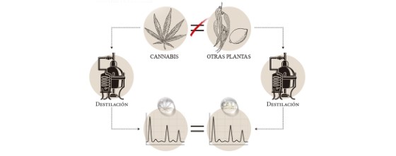 Profily konopných terpenů infografika